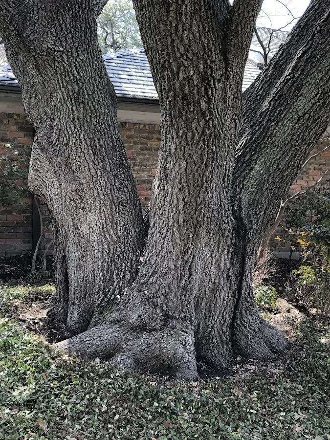 Mature heritage tree close to a Columbia City property cared for by certified arborists